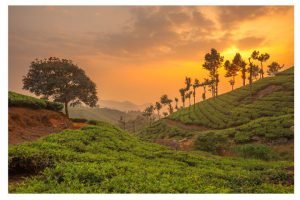 mysore to wayanad tour packages